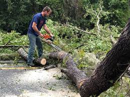 How Our Tree Care Process Works  in  Isle Of Hope, GA