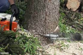 Best Tree Disease Treatment  in Isle Of Hope, GA