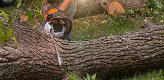 Best Tree and Shrub Care  in Isle Of Hope, GA