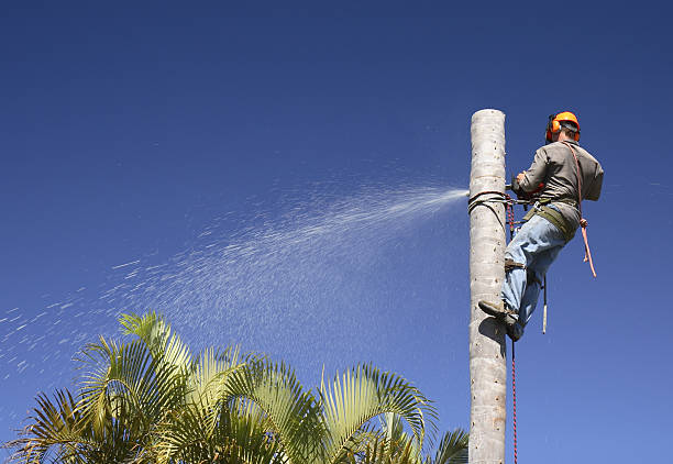 Best Palm Tree Trimming  in Isle Of Hope, GA