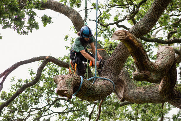 Reliable Isle Of Hope, GA Tree Care Solutions