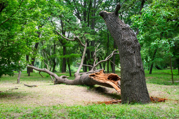 Best Tree Removal  in Isle Of Hope, GA
