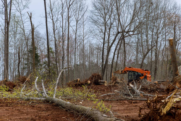 Best Soil Testing and Treatment  in Isle Of Hope, GA