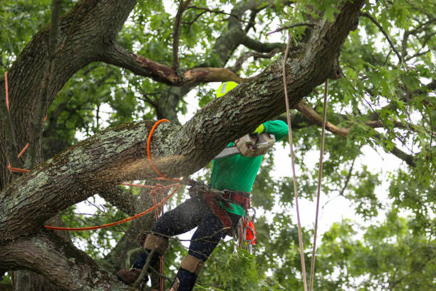 Best Stump Grinding and Removal  in Isle Of Hope, GA