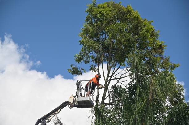 Best Utility Line Clearance  in Isle Of Hope, GA