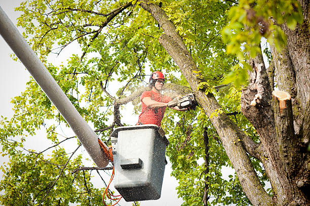 Best Fruit Tree Pruning  in Isle Of Hope, GA