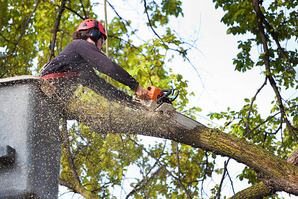 Best Lawn Maintenance Plans  in Isle Of Hope, GA